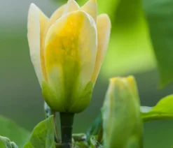 Duft-Magnolie 'Yellow Bird'