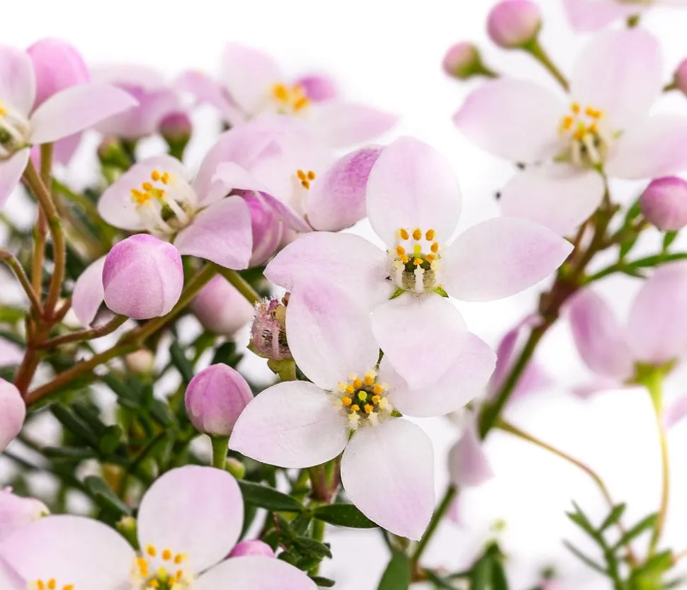 Duftsternchen - Boronia anemonifolia