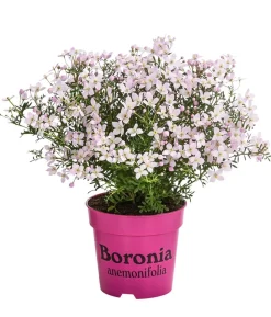 Duftsternchen - Boronia anemonifolia