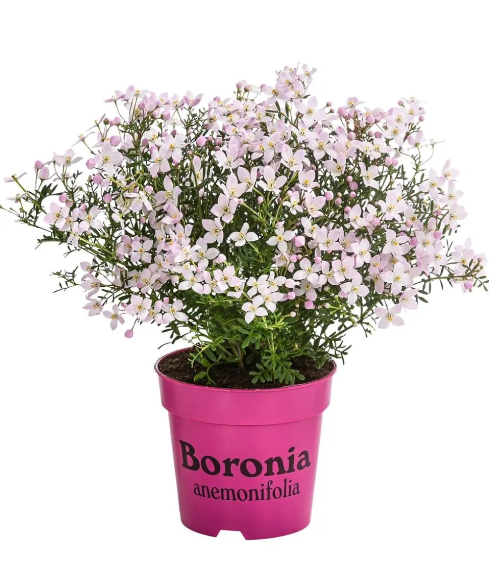 Duftsternchen - Boronia anemonifolia