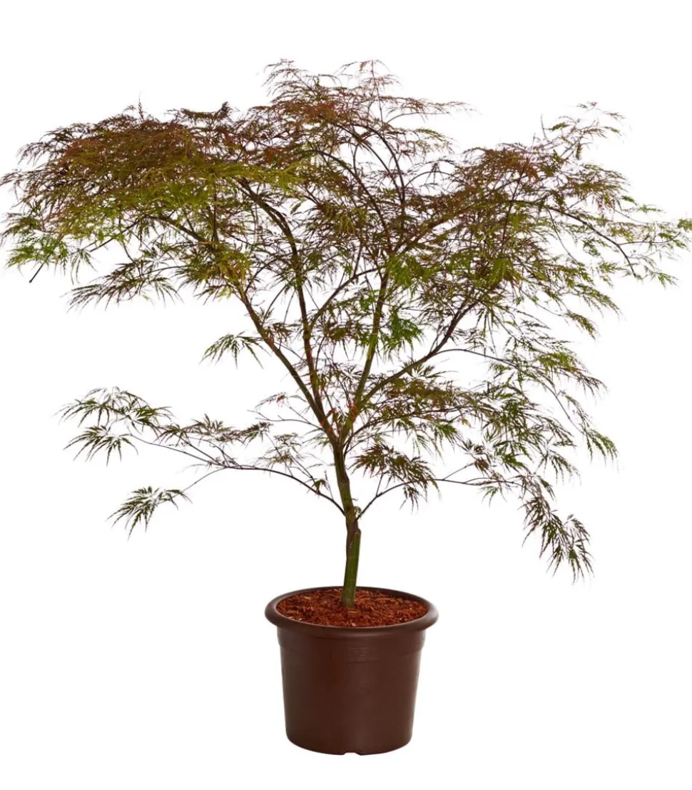 Dunkelroter Schlitz-Ahorn 'Dissectum Garnet'