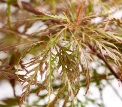 Dunkelroter Schlitz-Ahorn 'Dissectum Garnet'