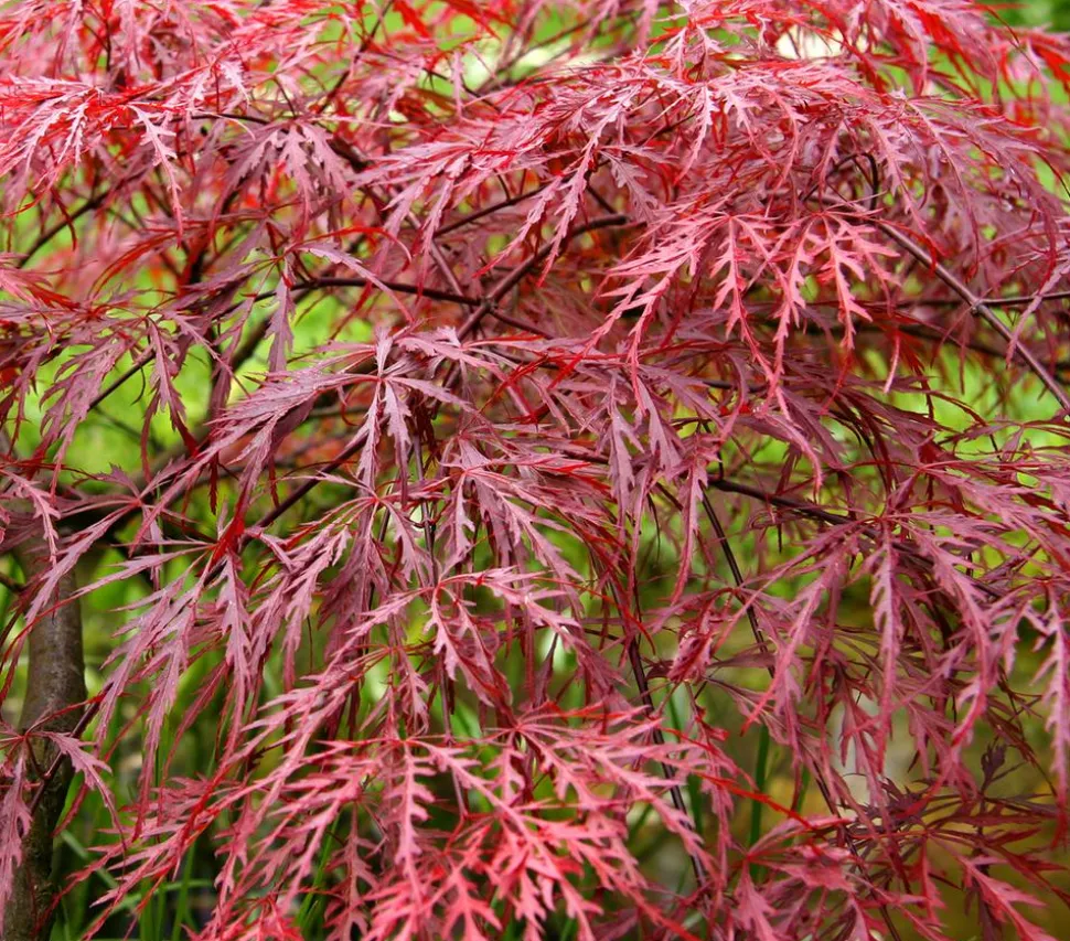 Dunkelroter Schlitz-Ahorn 'Dissectum Garnet'