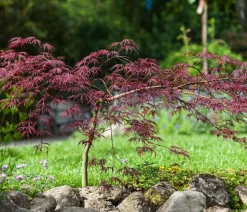 Dunkelroter Schlitz-Ahorn 'Dissectum Garnet', ca. 30-40 cm
