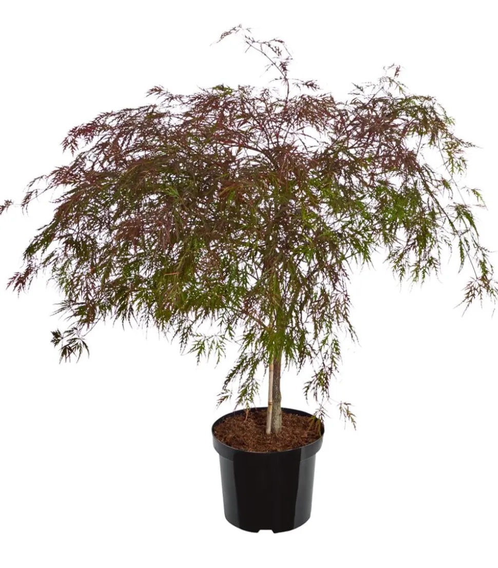 Dunkelroter Schlitz-Ahorn 'Dissectum Garnet'