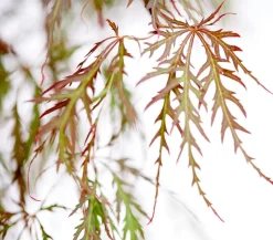 Dunkelroter Schlitz-Ahorn 'Dissectum Garnet'