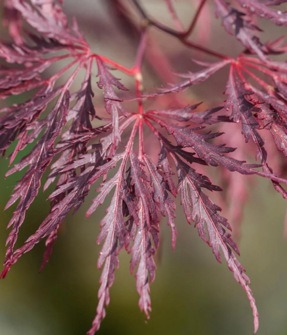 Dunkelroter Schlitz-Ahorn 'Dissectum Garnet'