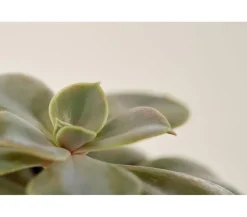 Echeverie - Echeveria Hybride, verschiedene Sorten