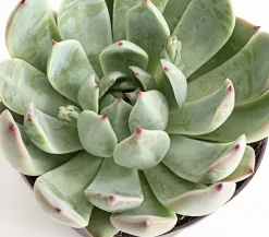 Echeverie - Echeveria Hybride, verschiedene Sorten