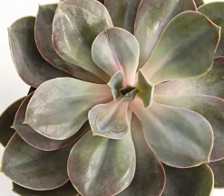 Echeverie - Echeveria Hybride, verschiedene Sorten