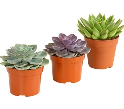 Echeverien-Set - Echeveria, verschiedene Sorten