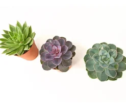 Echeverien-Set - Echeveria, verschiedene Sorten