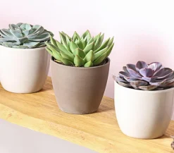 Echeverien-Set - Echeveria, verschiedene Sorten