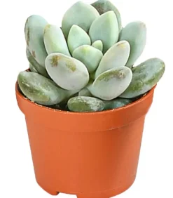 Echeverien-Set - Echeveria, verschiedene Sorten