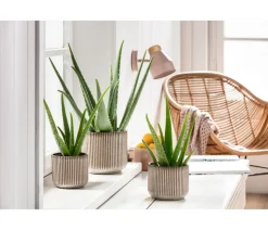 Echte Aloe - Aloe vera