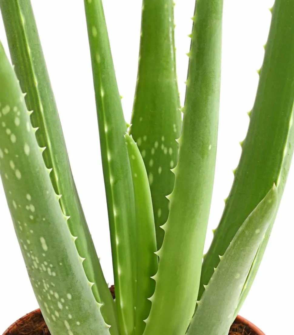 Echte Aloe - Aloe vera