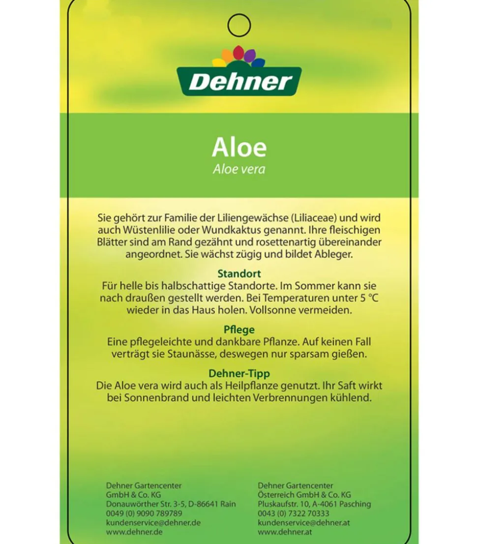 Echte Aloe - Aloe vera