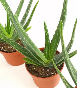 Echte Aloe-Set - Aloe vera