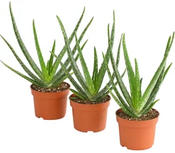 Echte Aloe-Set - Aloe vera