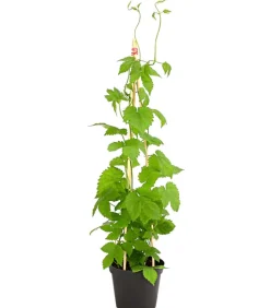 Echter Hopfen