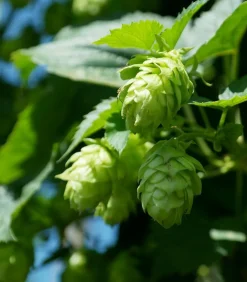 Echter Hopfen