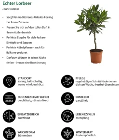 Echter Lorbeer, Stämmchen