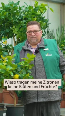 Echte Zitrone