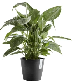 Ecopots Kunststoff-Topf Amsterdam mit Wassersystem, rund