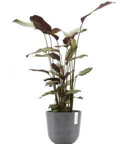 Ecopots Kunststoff-Topf Oslo mit Wassersystem, rund