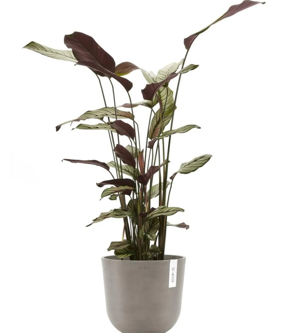 Ecopots Kunststoff-Topf Oslo mit Wassersystem, rund