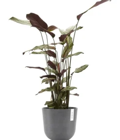 Ecopots Kunststoff-Topf Oslo, rund