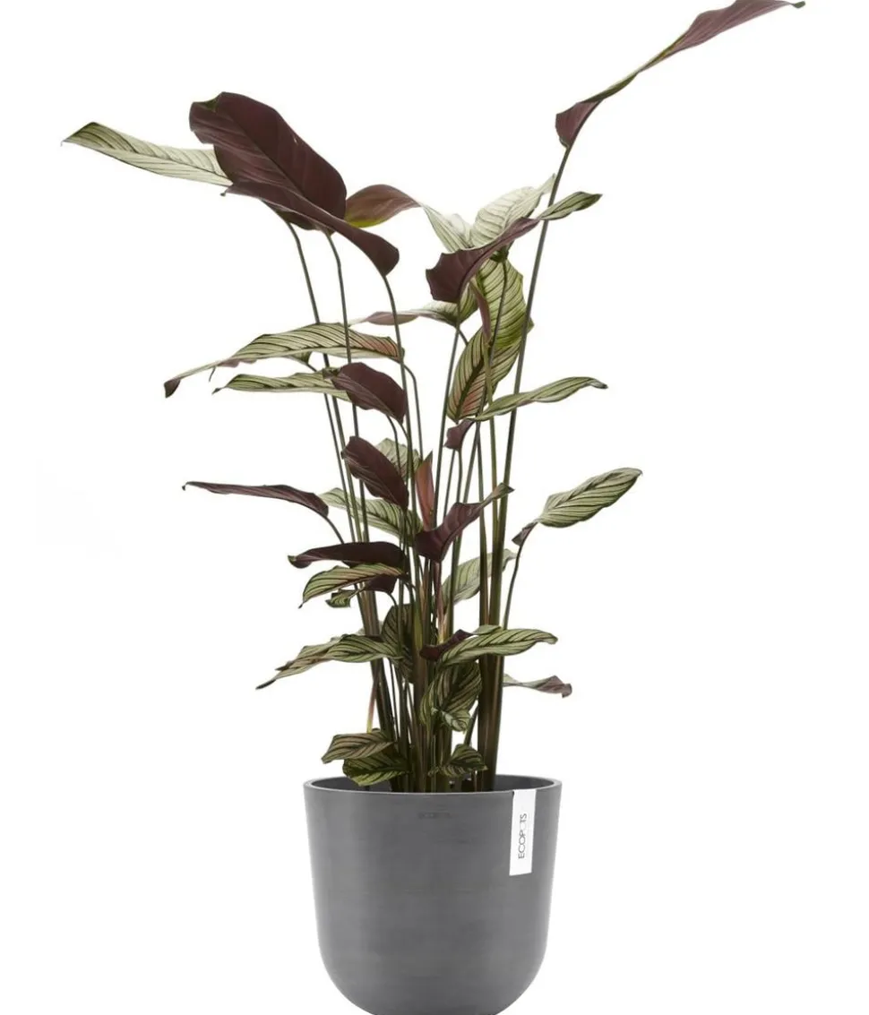 Ecopots Kunststoff-Topf Oslo, rund