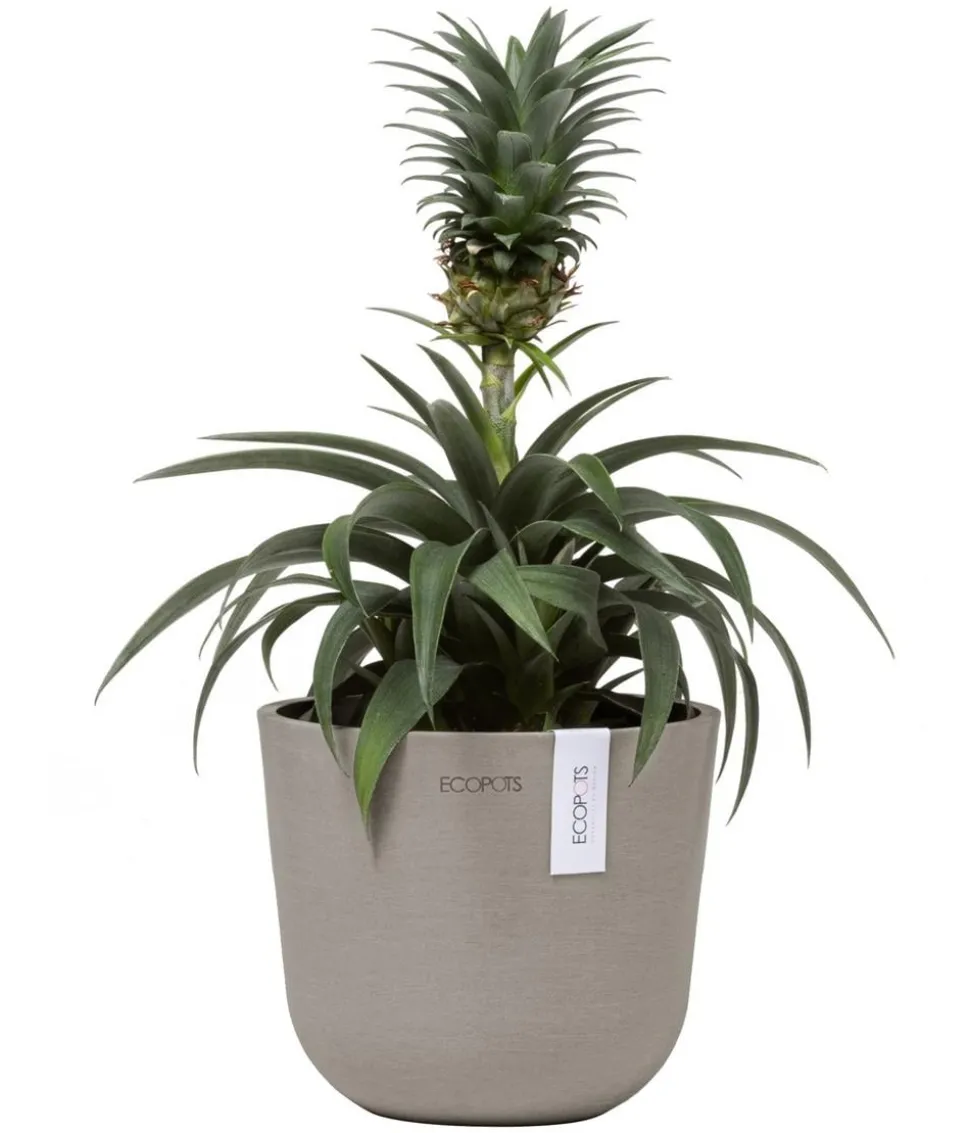 Ecopots Kunststoff-Topf Oslo Mini, rund