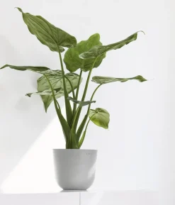 Ecopots Kunststoff-Topf Oslo Mini, rund