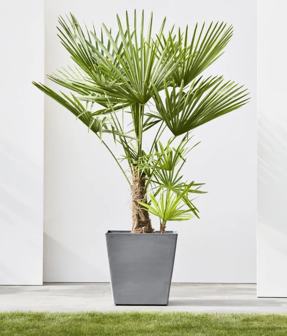 Ecopots Kunststoff-Topf Rotterdam mit Rollen und Wassersystem, quadratisch