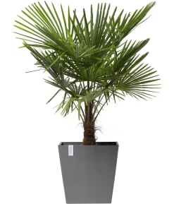 Ecopots Kunststoff-Topf Rotterdam mit Rollen und Wassersystem, quadratisch