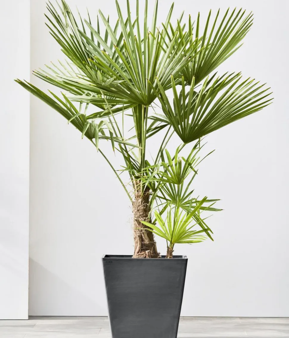 Ecopots Kunststoff-Topf Rotterdam mit Rollen und Wassersystem, quadratisch