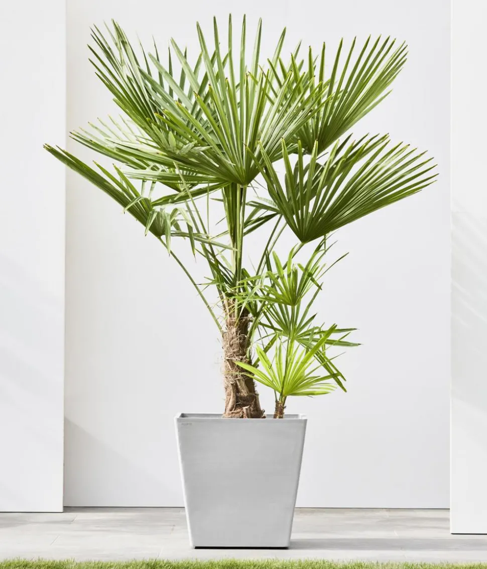 Ecopots Kunststoff-Topf Rotterdam mit Rollen und Wassersystem, quadratisch