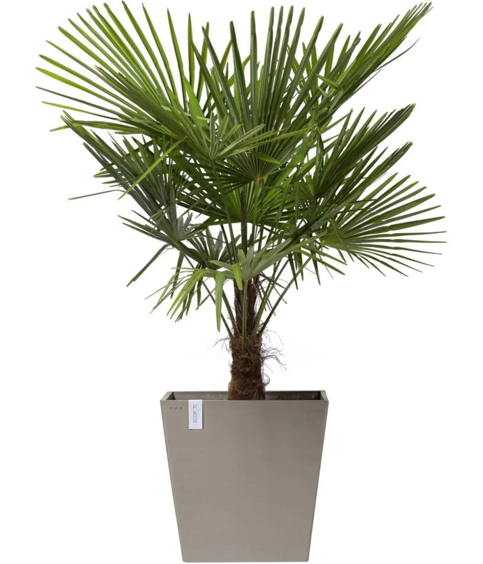 Ecopots Kunststoff-Topf Rotterdam mit Rollen und Wassersystem, quadratisch