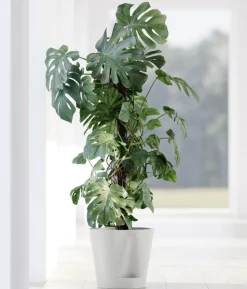 Ecopots Kunststoff-Topf Venice 2, rund