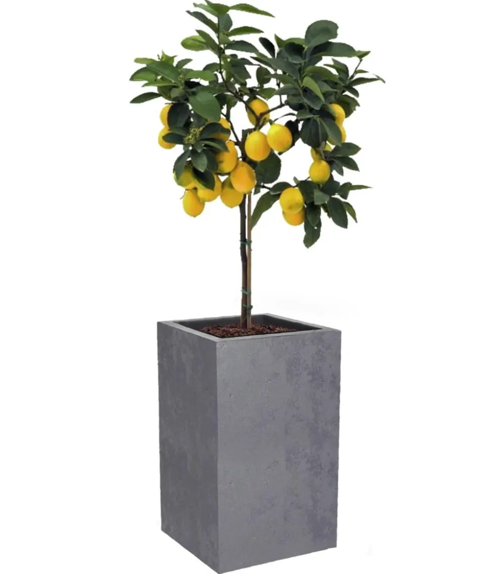 EDA Kunststoff-Topf Basalt Up, quadratisch, ca. B30/H50/T30 cm