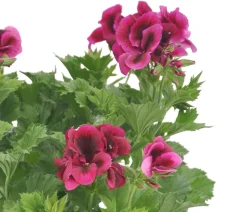 Edelgeranie 'Edle Schönheiten', verschiedene Farben