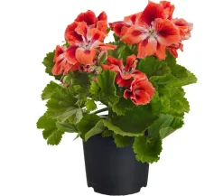 Edelpelargonie, verschiedene Farben