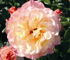 Edelrose 'Aquarell®'