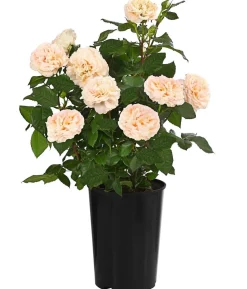 Edelrose 'Augusta Luise®'