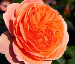 Edelrose 'Chippendale®'
