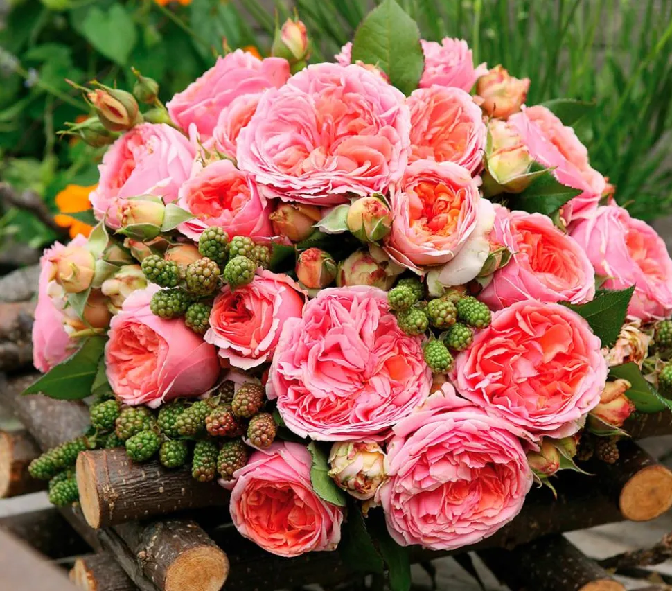 Edelrose 'Chippendale®'