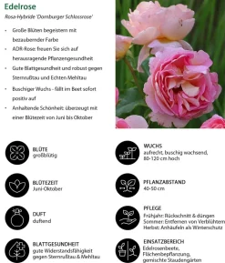 Edelrose 'Dornburger Schlossrose'