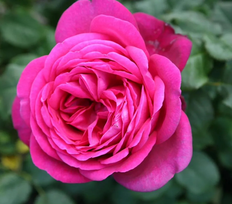Edelrose 'J.W.v. Goethe Rose®'