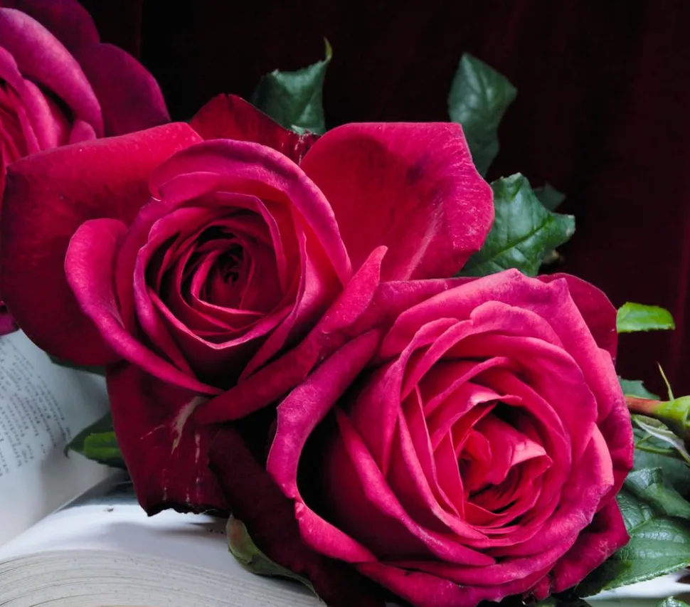 Edelrose 'J.W.v. Goethe Rose®'
